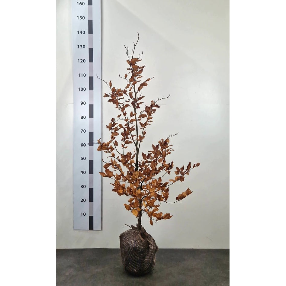 Blodbok – Fagus sylvatica - 100-125 CM RB